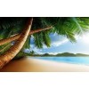 tropical background - Nature - 