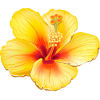tropical flower - Resto - 