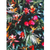 tropical flowers - Uncategorized - 