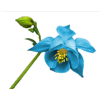 tube flower - Plants - 