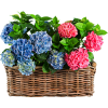 tubes fleurs panier - Растения - 
