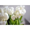 Tulip - Mie foto - 