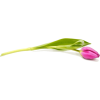 tulipan - Rastline - 