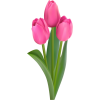 tulipany - Plants - 