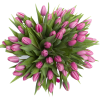 tulipany - Rośliny - 