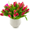 tulipany - Plants - 