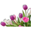 tulips - 植物 - 