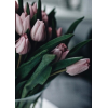 tulips photo - Uncategorized - 