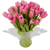Tullips Plants Pink - Piante - 