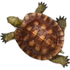 turtle - Animales - 