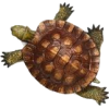 turtle - 動物 - 