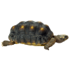 turtle - Tiere - 