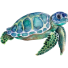 turtle art - Ilustracje - 