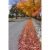 ulica u jesen - Natureza - 