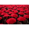Umbrella - Minhas fotos - 