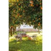 under the orange tree - Natural - 