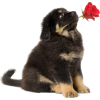 valentine's day - Animali - 