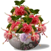 vase - 植物 - 