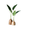 vaza - 植物 - 