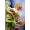 venus fly trap - Moje fotografije - 