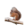 veverica - Tiere - 