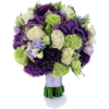 violet - 植物 - 