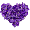 violet - Rośliny - 