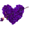violet - Plants - 