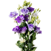 violet - Plantas - 