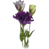 violet - Растения - 