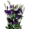violet - Rastline - 