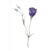 violet - Rastline - 