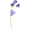 violet - Pflanzen - 