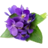 violet - Piante - 
