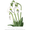 visibabe - Plants - 