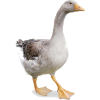 walking goose - Animals - 