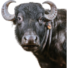 water buffalo - Animales - 