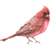 watercolor cardinal - Animais - 