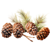 watercolor pine cones - Растения - 