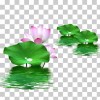 water lily - Nature - 