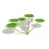 water lily - Priroda - 