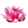 waterlily - Растения - 