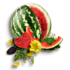 watermelon - Živila - 