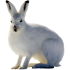 Arctic Hare - Ilustrationen - 