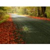 Autumn Trail - Background - 