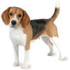 Beagle - Zwierzęta - 
