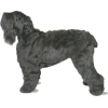 Black Russian Terrier - Animali - 
