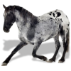Black and White Horse Bowing - Illustrations - 