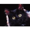Black cat - Ozadje - 