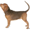 Bloodhound - 动物 - 